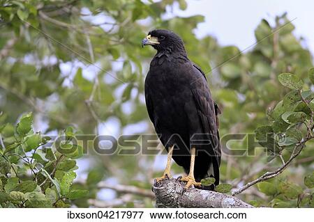 Great black hawk (Buteogallus urubitinga), adult on a tree, Pantanal, Mato Grosso, Brazil, South America View Large Photo Image Stock Photo - Great black hawk (Buteogallus urubitinga), adult on a tree, Pantanal, Mato Grosso, Brazil, South America. Fotosearch