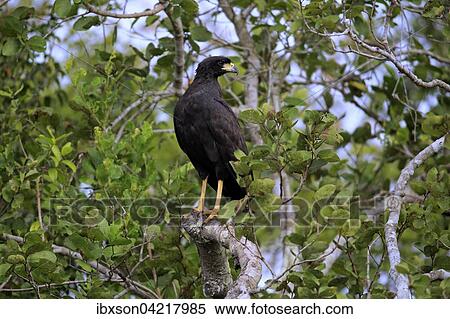 Stock Photography - Great black hawk (Buteogallus urubitinga), adult on a tree, Pantanal, Mato Grosso, Brazil, South America. Fotosearch