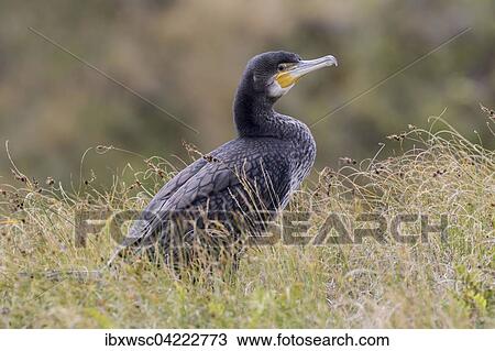 Great cormorant (Phalacrocorax carbo), in the grass, Texel, West Frisian Islands, Province of North Holland, Holland, The Netherlands, Europe View Large Photo Image Stock Image - Great cormorant (Phalacrocorax carbo), in the grass, Texel, West Frisian Islands, Province of North Holland, Holland, The Netherlands, Europe. Fotosearch