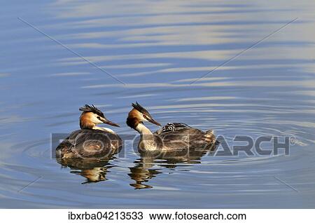 Great crested grebe (Podiceps cristatus), adult feeding chick with a feather, North Rhine-Westphalia, Germany, Europe View Large Photo Image Stock Image - Great crested grebe (Podiceps cristatus), adult feeding chick with a feather, North Rhine-Westphalia, Germany, Europe. Fotosearch