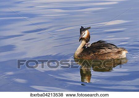 Stock Photo - Great crested grebe (Podiceps cristatus), adult swimming in the lake, with chick in its feathers, North Rhine-Westphalia, Germany, Europe. Fotosearch
