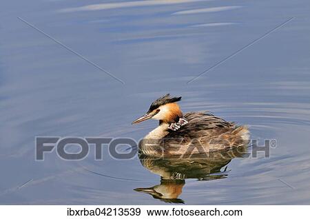 Great crested grebe (Podiceps cristatus), adult swimming in the lake, with two chicks in its feathers, North Rhine-Westphalia, Germany, Europe View Large Photo Image Stock Photo - Great crested grebe (Podiceps cristatus), adult swimming in the lake, with two chicks in its feathers, North Rhine-Westphalia, Germany, Europe. Fotosearch