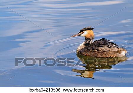 Great crested grebe (Podiceps cristatus), adult swimming in the lake, with chick in its feathers, North Rhine-Westphalia, Germany, Europe View Large Photo Image Stock Photograph - Great crested grebe (Podiceps cristatus), adult swimming in the lake, with chick in its feathers, North Rhine-Westphalia, Germany, Europe. Fotosearch