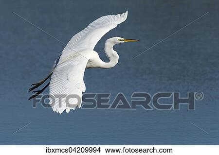 Great Egret (Casmerodius albus, Egretta alba) in flight, Everglades National Park, Anhinga Trail, Florida, USA, North America View Large Photo Image Picture - Great Egret (Casmerodius albus, Egretta alba) in flight, Everglades National Park, Anhinga Trail, Florida, USA, North America. Fotosearch