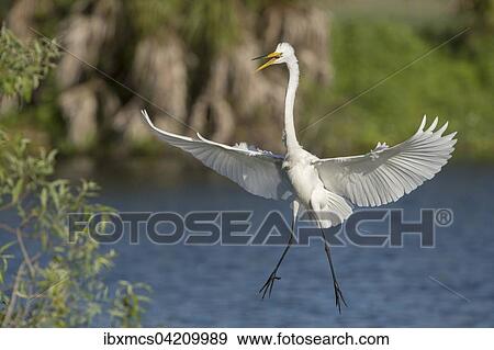Stock Photo - Great Egret (Casmerodius albus, Egretta alba) in flight, Everglades National Park, Anhinga Trail, Florida, USA, North America. Fotosearch