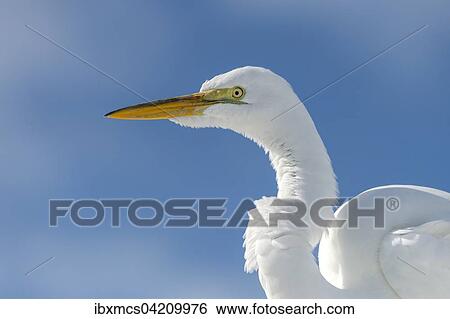 Great Egret (Casmerodius albus, Egretta alba), Everglades National Park, Anhinga Trail, Florida, USA, North America View Large Photo Image Stock Photograph - Great Egret (Casmerodius albus, Egretta alba), Everglades National Park, Anhinga Trail, Florida, USA, North America. Fotosearch
