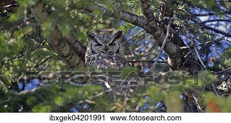 Great horned Owl (Bubo virginianus), Waterton Lakes National Park, Alberta Province, Canada, North America View Large Photo Image Stock Image - Great horned Owl (Bubo virginianus), Waterton Lakes National Park, Alberta Province, Canada, North America. Fotosearch
