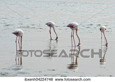 Greater Flamingos (Phoenicopterus roseus) in the water, foraging, Walvis Bay, Namibia, Africa View Large Photo Image Stock Photo - Greater Flamingos (Phoenicopterus roseus) in the water, foraging, Walvis Bay, Namibia, Africa. Fotosearch