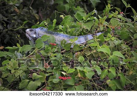 Stock Image - Green Iguana (Iguana iguana) in a tree, Pantanal, Mato Grosso, Brazil, South America. Fotosearch