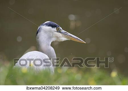 Grey heron (Ardea cinerea), portrait, Hesse, Germany, Europe View Large Photo Image Stock Photo - Grey heron (Ardea cinerea), portrait, Hesse, Germany, Europe. Fotosearch