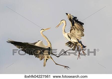 Stock Image - Grey herons (Ardea cinerea), fighting in the air, South Luangwa National Park, Zambia, Africa. Fotosearch