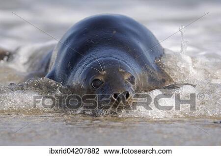 Grey seal (Halichoerus grypus) in water, Heligoland, Schleswig-Holstein, Germany, Europe View Large Photo Image Stock Image - Grey seal (Halichoerus grypus) in water, Heligoland, Schleswig-Holstein, Germany, Europe. Fotosearch