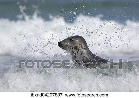 Grey seal (Halichoerus grypus) in waves with splashing water, Heligoland, Schleswig-Holstein, Germany, Europe View Large Photo Image Stock Photo - Grey seal (Halichoerus grypus) in waves with splashing water, Heligoland, Schleswig-Holstein, Germany, Europe. Fotosearch