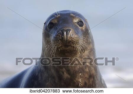 Grey seal (Halichoerus grypus), portrait, Heligoland, Schleswig-Holstein, Germany, Europe View Large Photo Image Stock Image - Grey seal (Halichoerus grypus), portrait, Heligoland, Schleswig-Holstein, Germany, Europe. Fotosearch