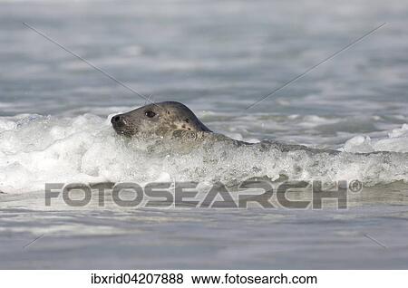 Stock Photo - Grey seal (Halichoerus grypus) swimming, Heligoland, Schleswig-Holstein, Germany, Europe. Fotosearch