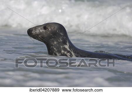 Grey seal (Halichoerus grypus), Heligoland, Schleswig-Holstein, Germany, Europe View Large Photo Image Stock Photo - Grey seal (Halichoerus grypus), Heligoland, Schleswig-Holstein, Germany, Europe. Fotosearch