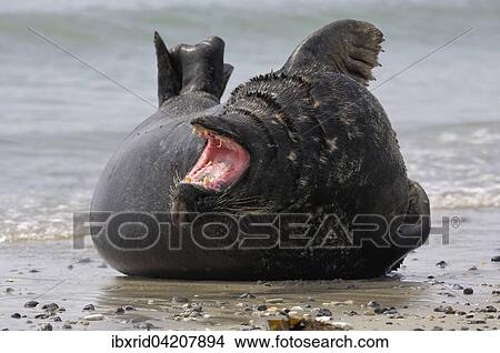 Grey seal (Halichoerus grypus) yawning, Heligoland, Schleswig-Holstein, Germany, Europe View Large Photo Image Picture - Grey seal (Halichoerus grypus) yawning, Heligoland, Schleswig-Holstein, Germany, Europe. Fotosearch