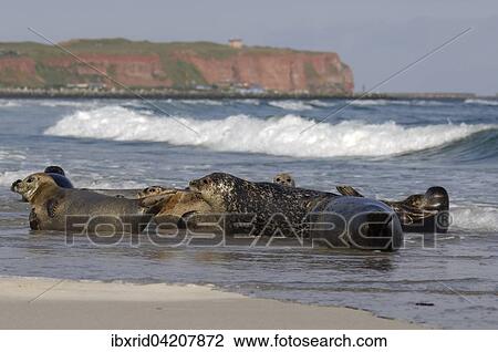 Grey seals (Halichoerus grypus) in water in front of rocky coast, Heligoland, Schleswig-Holstein, Germany, Europe View Large Photo Image Stock Image - Grey seals (Halichoerus grypus) in water in front of rocky coast, Heligoland, Schleswig-Holstein, Germany, Europe. Fotosearch