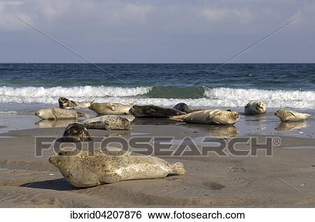 Stock Photograph - Grey seals (Halichoerus grypus) lying on beach, Heligoland, Schleswig-Holstein, Germany, Europe. Fotosearch