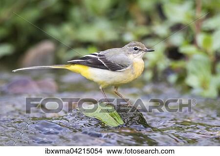 Picture - Grey wagtail (Motacilla cinerea), female, standing on stone in stream, Hesse, Germany, Europe. Fotosearch