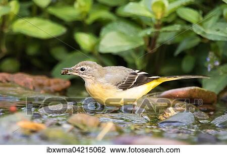 Grey wagtail (Motacilla cinerea), female, standing on stone in stream with food in beak, Hesse, Germany, Europe View Large Photo Image Stock Image - Grey wagtail (Motacilla cinerea), female, standing on stone in stream with food in beak, Hesse, Germany, Europe. Fotosearch