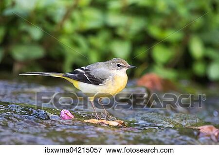 Grey wagtail (Motacilla cinerea), female, standing on stone in stream, Hesse, Germany, Europe View Large Photo Image Stock Photo - Grey wagtail (Motacilla cinerea), female, standing on stone in stream, Hesse, Germany, Europe. Fotosearch