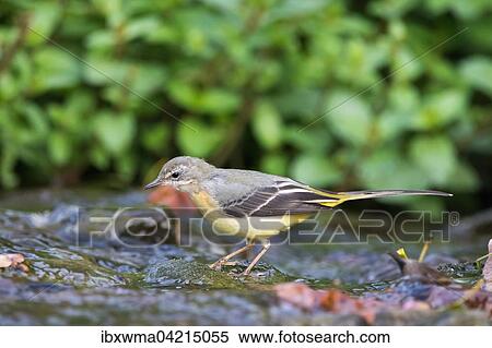 Grey wagtail (Motacilla cinerea), female, standing on stone in stream, Hesse, Germany, Europe View Large Photo Image Stock Photography - Grey wagtail (Motacilla cinerea), female, standing on stone in stream, Hesse, Germany, Europe. Fotosearch
