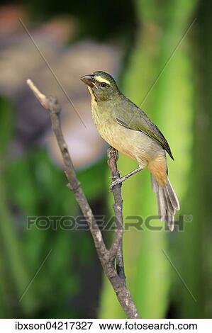 Stock Photo - Greyish saltator (Saltator coerulescens) on a tree, Pantanal, Mato Grosso, Brazil, South America. Fotosearch