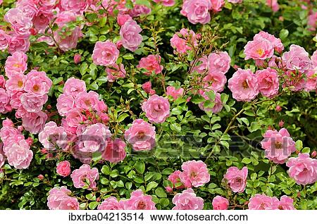 Ground cover rose (Rosa), North Rhine-Westphalia, Germany, Europe View Large Photo Image Picture - Ground cover rose (Rosa), North Rhine-Westphalia, Germany, Europe. Fotosearch