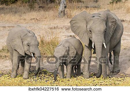 Group of African elephants (Loxodonta africana), young animals drinking at a waterhole, South Luangwa National Park, Zambia, Africa View Large Photo Image Stock Photograph - Group of African elephants (Loxodonta africana), young animals drinking at a waterhole, South Luangwa National Park, Zambia, Africa. Fotosearch