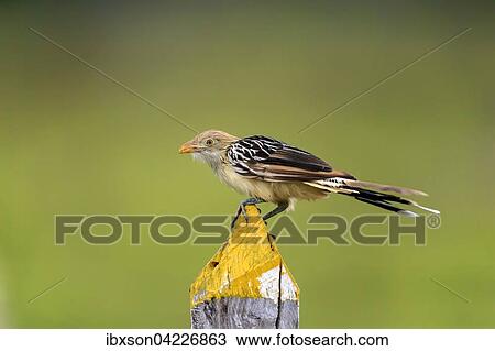 Stock Image - Guira cuckoo (Guira Guira), adult on the lookout, Pantanal, Mato Grosso, Brazil, South America. Fotosearch