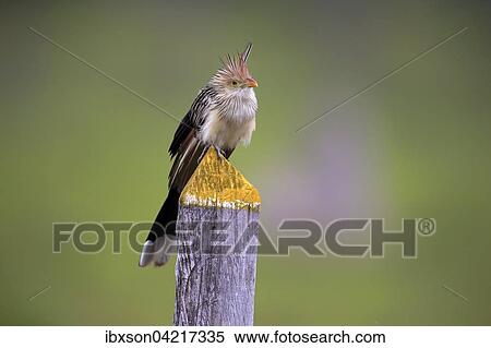 Guira cuckoo (Guira Guira), adult on the lookout, Pantanal, Mato Grosso, Brazil, South America View Large Photo Image Stock Photography - Guira cuckoo (Guira Guira), adult on the lookout, Pantanal, Mato Grosso, Brazil, South America. Fotosearch