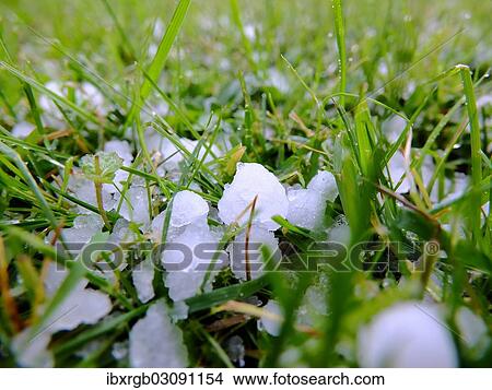 Hailstones in the grass View Large Photo Image Picture - Hailstones in the grass. Fotosearch