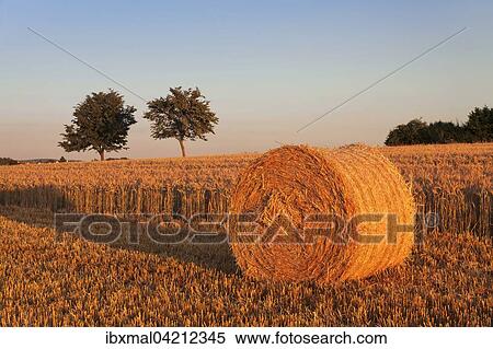 Stock Photography - Hay bale in the evening light, Swabian Jura, Baden Wurttemberg, Germany, Europe. Fotosearch
