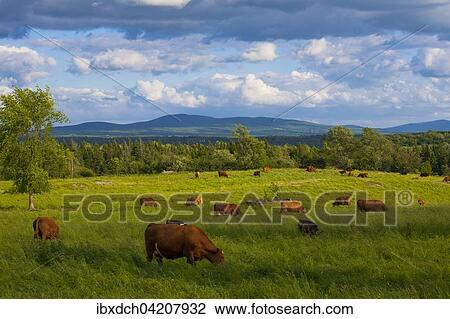Hayfield and beef cattle, Eastern Townships, Waterloo, Quebec, Canada, North America View Large Photo Image Stock Image - Hayfield and beef cattle, Eastern Townships, Waterloo, Quebec, Canada, North America. Fotosearch