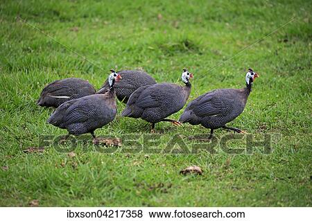 Helmeted guineafowl (Numida meleagris), group, foraging, Pantanal, Mato Grosso, Brazil, South America View Large Photo Image Stock Photo - Helmeted guineafowl (Numida meleagris), group, foraging, Pantanal, Mato Grosso, Brazil, South America. Fotosearch