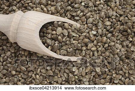 Hemp seeds (Cannabis sativa) View Large Photo Image Picture - Hemp seeds (Cannabis sativa). Fotosearch