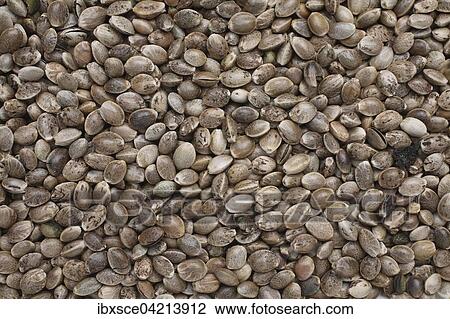 Hemp seeds (Cannabis sativa) View Large Photo Image Stock Image - Hemp seeds (Cannabis sativa). Fotosearch