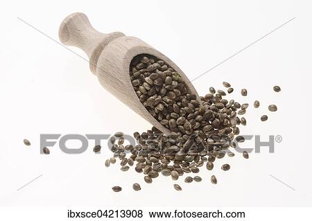 Hemp seeds (Cannabis sativa) View Large Photo Image Stock Photo - Hemp seeds (Cannabis sativa). Fotosearch