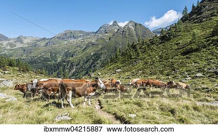 Stock Photo - Herd of cows grazing in a meadow in the Alps, Rohrmoos-Untertal, Schladming Tauern, Styria, Austria, Europe. Fotosearch