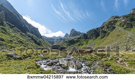 Herd of cows in a meadow and a stream in the Alps, Rohrmoos-Untertal, Schladming Tauern, Styria, Austria, Europe View Large Photo Image Stock Photo - Herd of cows in a meadow and a stream in the Alps, Rohrmoos-Untertal, Schladming Tauern, Styria, Austria, Europe. Fotosearch