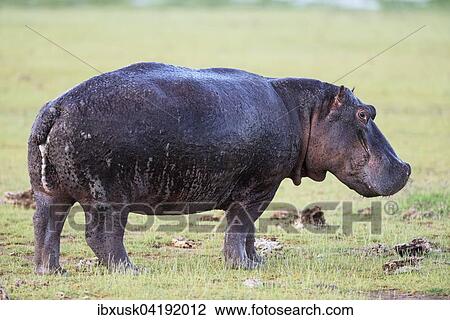 Stock Image - Hippo (Hippopotamus amphibious), in a meadow, morning light, Amboseli, Kenya, Africa. Fotosearch