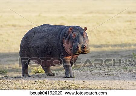 Hippo (Hippopotamus amphibious), in the morning light, Amboseli, Kenya, Africa View Large Photo Image Stock Image - Hippo (Hippopotamus amphibious), in the morning light, Amboseli, Kenya, Africa. Fotosearch