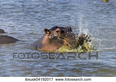 Hippo (Hippopotamus amphibious), blowing out water whilst emerging from the surface, Maasai Mara National Reserve, Narok County, Kenya, Africa View Large Photo Image Stock Photo - Hippo (Hippopotamus amphibious), blowing out water whilst emerging from the surface, Maasai Mara National Reserve, Narok County, Kenya, Africa. Fotosearch