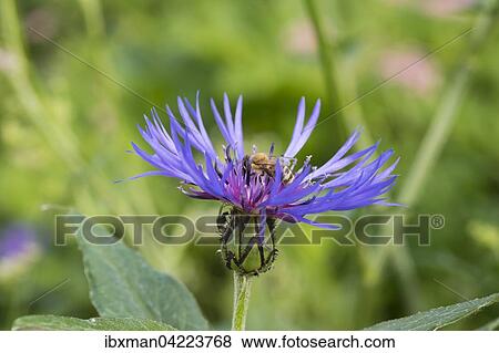 Honeybee (Apis mellifera) on perennial cornflower (Centaurea montana), Chiemgau Alps, Upper Bavaria, Bavaria, Germany, Europe View Large Photo Image Stock Photo - Honeybee (Apis mellifera) on perennial cornflower (Centaurea montana), Chiemgau Alps, Upper Bavaria, Bavaria, Germany, Europe. Fotosearch
