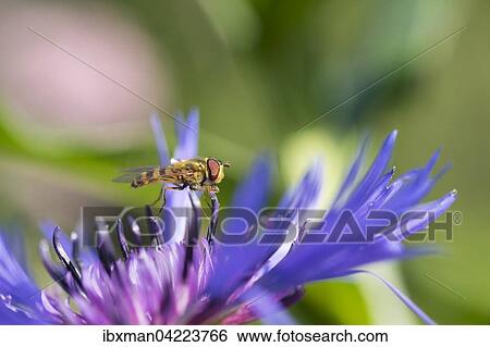 Hoverfly (Epistrophe sp) on flower of perennial cornflower (Centaurea montana), Chiemgau Alps, Upper Bavaria, Bavaria, Germany, Europe View Large Photo Image Stock Photograph - Hoverfly (Epistrophe sp) on flower of perennial cornflower (Centaurea montana), Chiemgau Alps, Upper Bavaria, Bavaria, Germany, Europe. Fotosearch