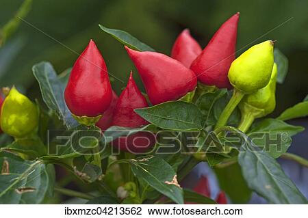Hungarian peppers (Capsicum sp. ) View Large Photo Image Stock Image - Hungarian peppers (Capsicum sp. ). Fotosearch