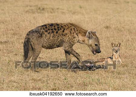 Hungry jackal (Canis mesomelas) watching a spotted hyena (Crocuta crocuta) at a carcass, Maasai Mara National Reserve, Narok County, Kenya, Africa View Large Photo Image Stock Image - Hungry jackal (Canis mesomelas) watching a spotted hyena (Crocuta crocuta) at a carcass, Maasai Mara National Reserve, Narok County, Kenya, Africa. Fotosearch