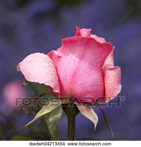 Hybrid tea rose Piroschka, pink View Large Photo Image Picture - Hybrid tea rose Piroschka, pink. Fotosearch