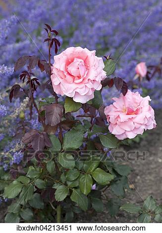 Stock Image - Hybrid tea rose Piroschka, pink. Fotosearch